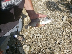 Aplodinotus