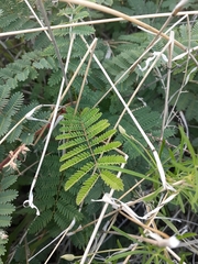 Mimosa dysocarpa