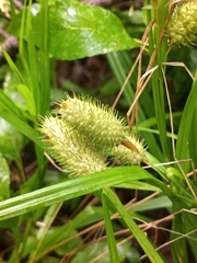 Carex typhina