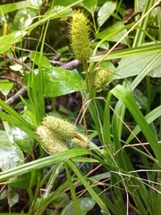 Carex typhina