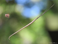 Ariamnes longissimus