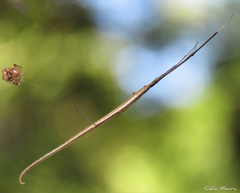 Ariamnes longissimus