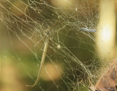 Ariamnes longissimus