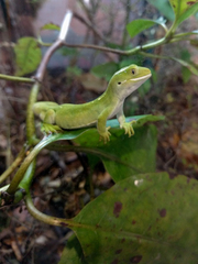 Naultinus elegans