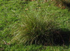 Carex secta