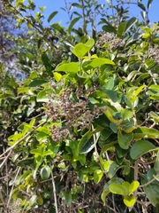 Glossocarya hemiderma