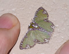 Eucyclodes erymnodes