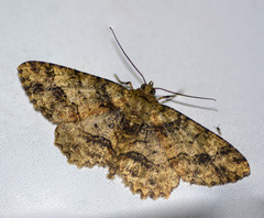 Paradarisa comparataria