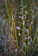 Amphithalea biovulata
