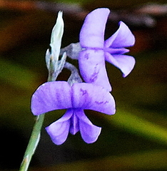 Amphithalea biovulata