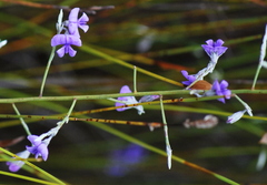 Amphithalea biovulata