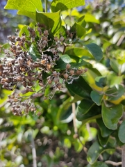 Glossocarya hemiderma