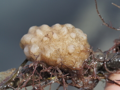 Asian Sea Squirt photo 2