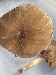 Pluteus seticeps