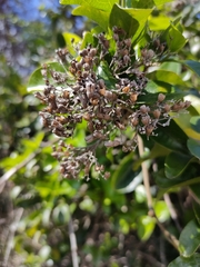 Glossocarya hemiderma