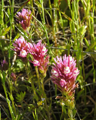 Castilleja densiflora densiflora