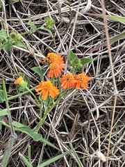 Pseudogynoxys sonchoides