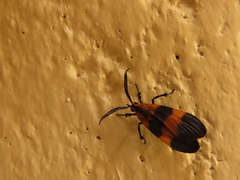 Arctiinae
