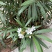 photo of Oleander (Nerium oleander)