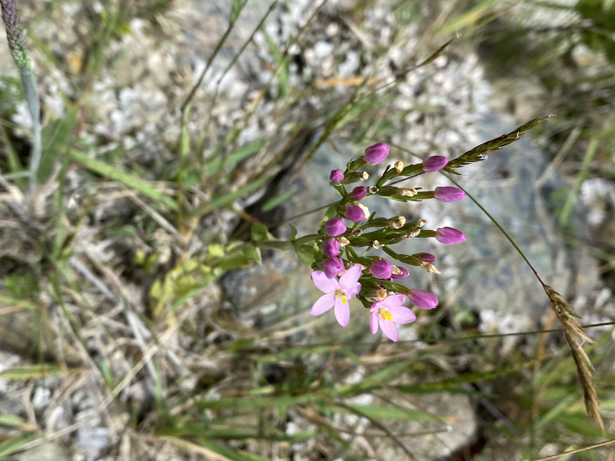 Centaurium erythraea image