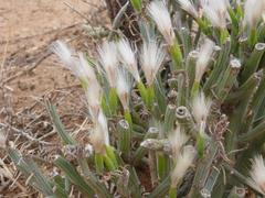 Kleinia longiflora