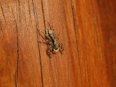 Menemerus bivittatus