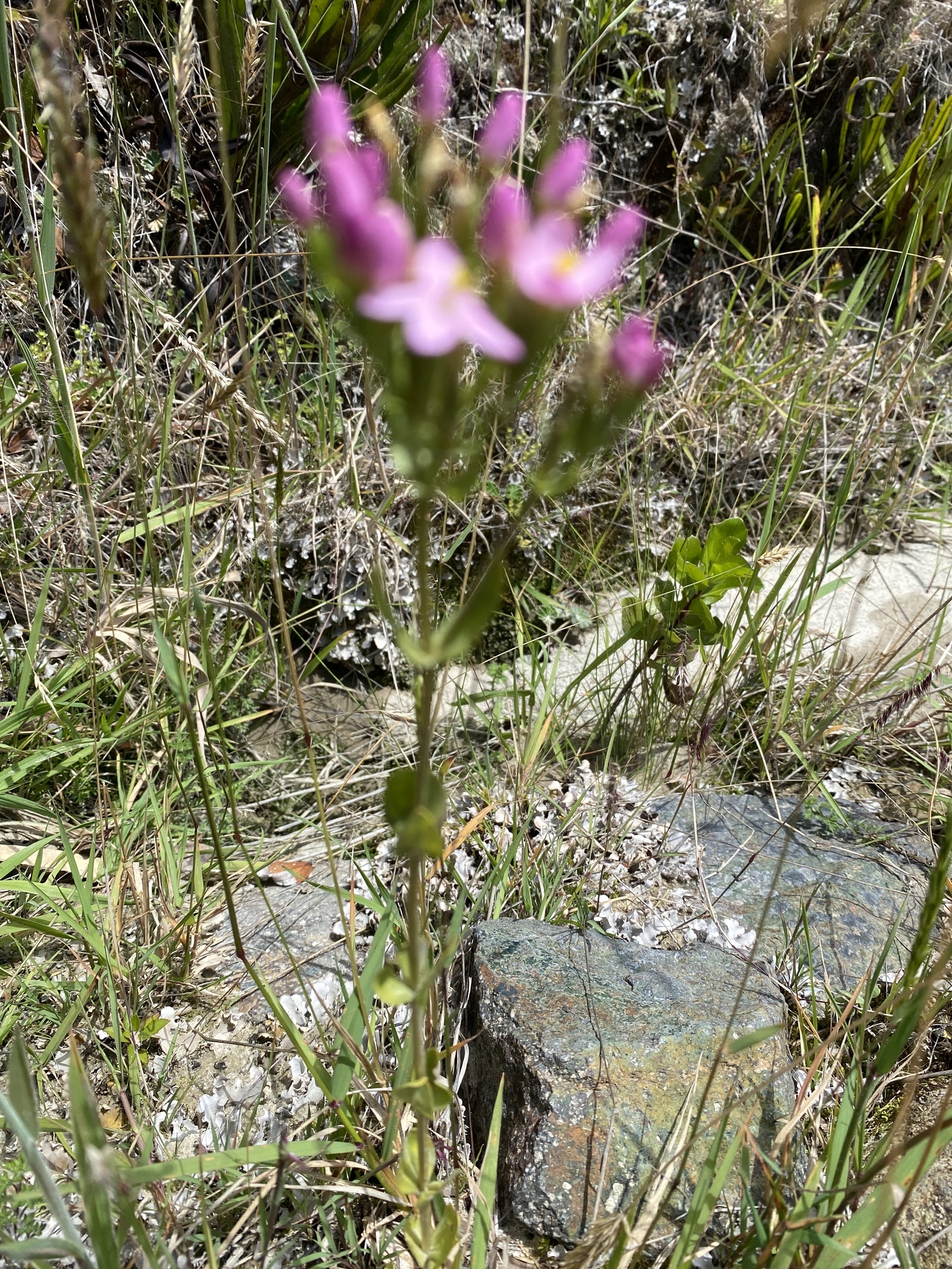 Centaurium image