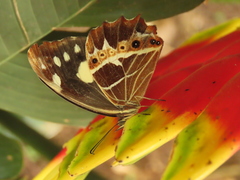 Oxeoschistus tauropolis tauropolis
