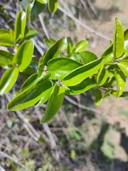 Glossocarya hemiderma