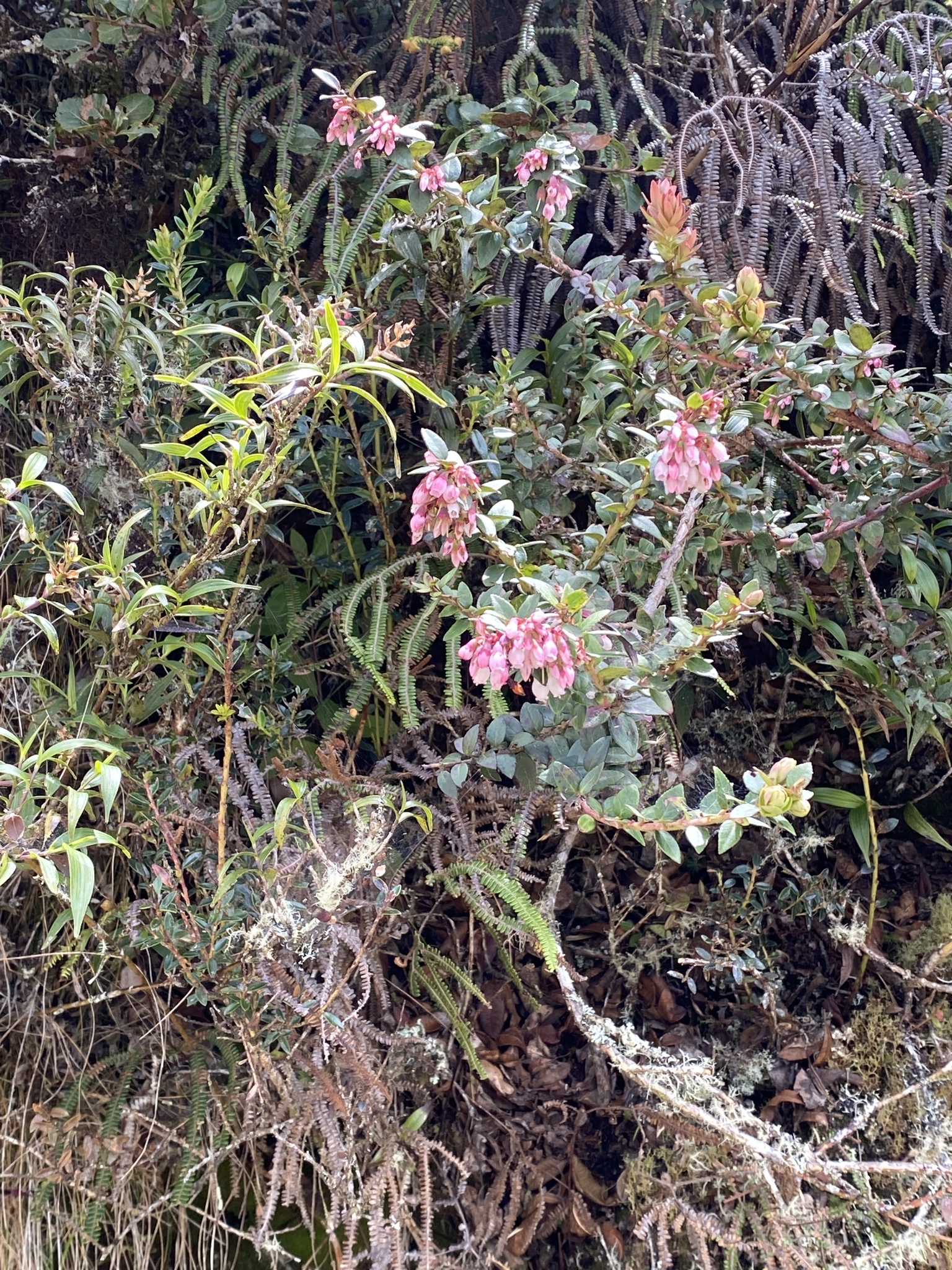 Vaccinium floribundum image