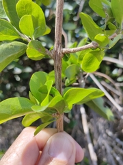 Glossocarya hemiderma
