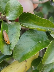 Glossocarya hemiderma