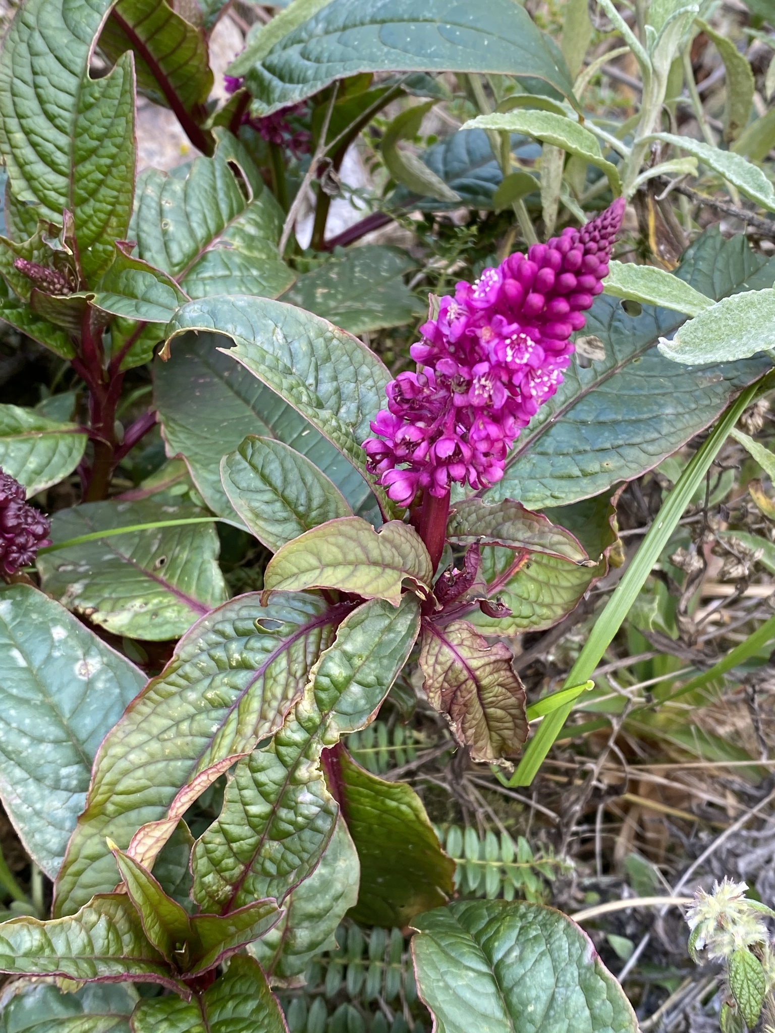 Phytolaccaceae image