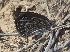 Pseudonympha trimenii trimenii