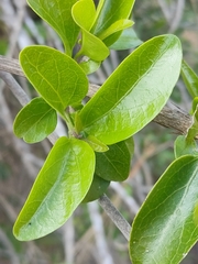 Glossocarya hemiderma