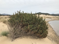 Juniperus macrocarpa