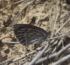 Pseudonympha trimenii trimenii