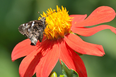 Codatractus arizonensis