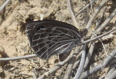 Pseudonympha trimenii trimenii