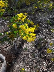 Acacia buxifolia