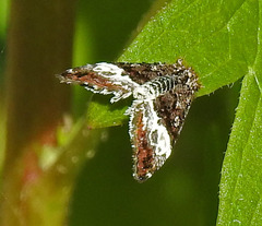 Annaphila diva