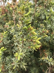 Juniperus macrocarpa