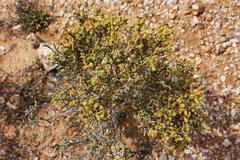 Salsoloideae