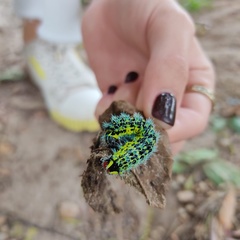 Copaxa multifenestrata