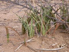 Sansevieria aethiopica