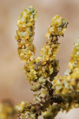 Salsoloideae