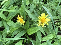 Pentanema britannica