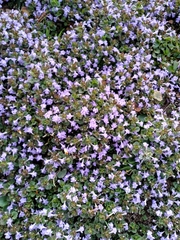 Glechoma hederacea