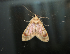 Lamprosema excurvalis