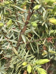 Juniperus macrocarpa